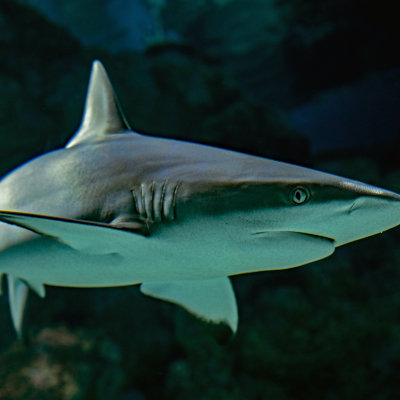 Shark